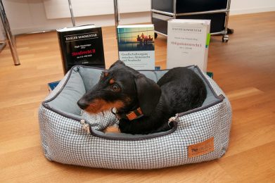Bürohund Pep studiert